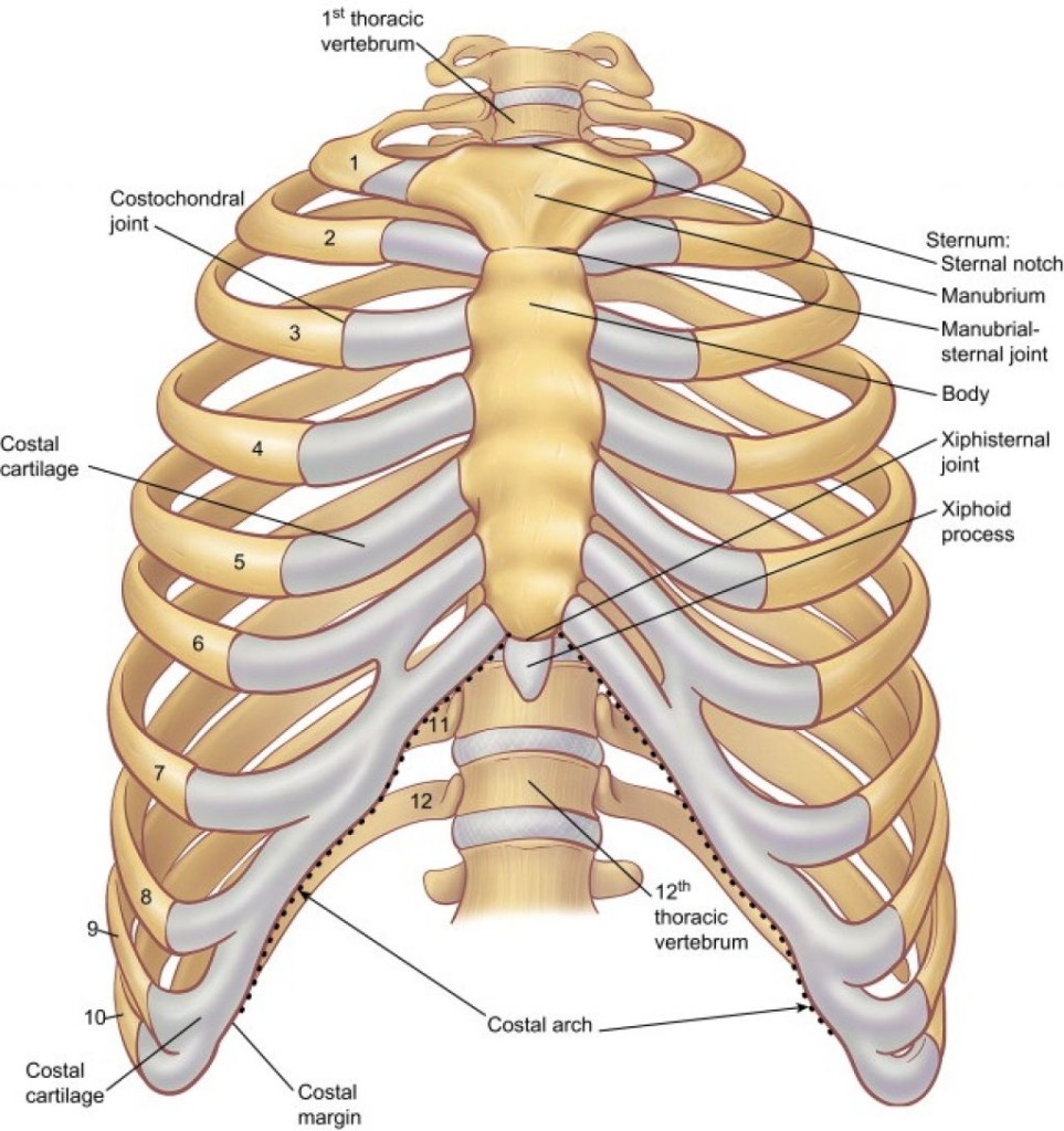 Rib Cage In Spanish / Rib Dysfunction / Translate rib cage into spanish.